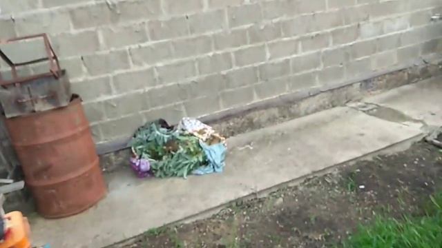 У нас все стабильно !!!сажаем_ поливаем_потихоньку наводим красоту на участке..mp4 смотреть онлайн