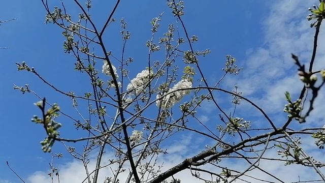 Прививка черешни на макушку вишни. цветение 14.05.2021.