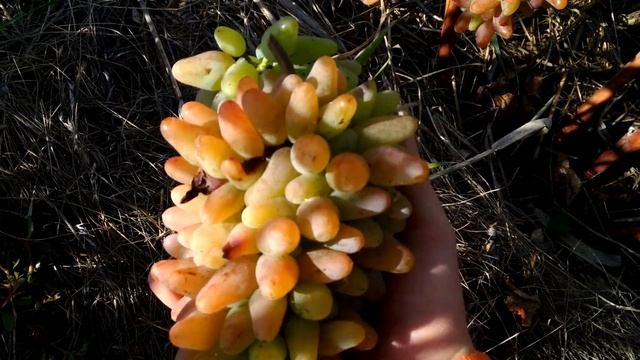 Оригинал розовый, определяем сорт винограда смотреть онлайн