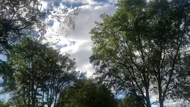 Фураж « Небо, деревья, вид на реку» смотреть онлайн