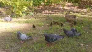 Маленькие утята и мама утка