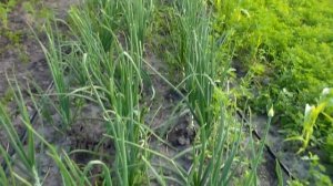 Первый месяц лета ,лук уже практически готов к употреблению в пищу.