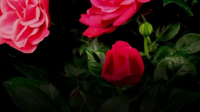 СУРА ЯСИН, Сильное Дуа на каждый день смотреть онлайн