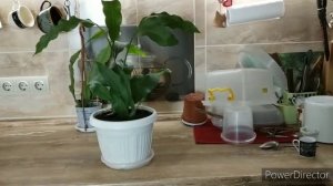 Моя коллекция эпифиллумов.