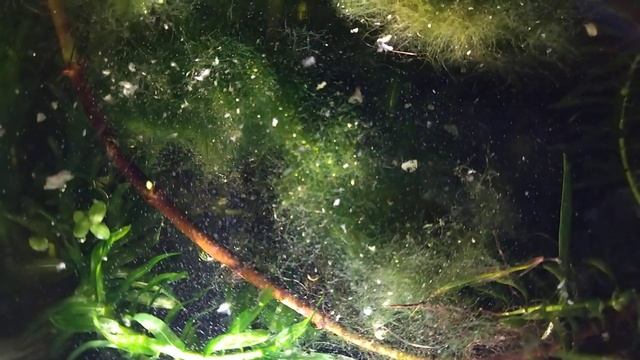 Инфузории туфельки в моем "эко" болотце смотреть онлайн