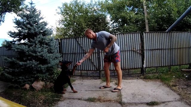 Учу добермана Анубиса командам Что ожидать от добермана смотреть онлайн