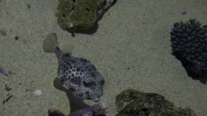 РЫБА КУЗОВОК-КУБИК (Ostracion cubicus) (UnderWater World Langkawi. Pulau Langkawi. Malaysia)