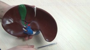 ПЕЧЕНЬ и желчь: строение и функции, для ОГЭIЕГЭ.Наглядное строение печени на модели.ЕГЭIОГЭ