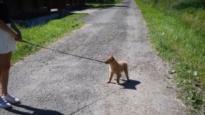 Карело-финская лайка - приучение к поводку!