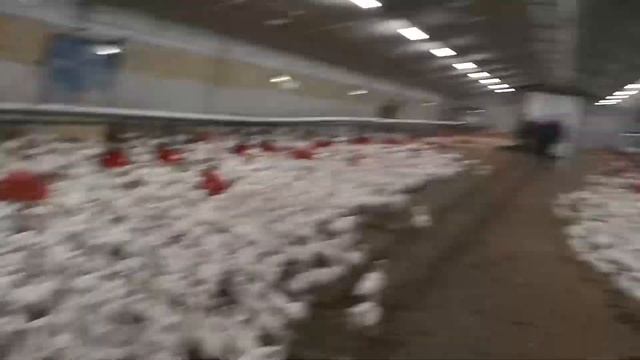 Измельчитель соломы Teagle Tomahawk 500B смотреть онлайн