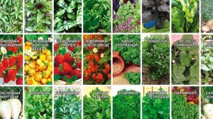 ЧЕМ ОПАСНА ЩАВЕЛЕВАЯ КИСЛОТА