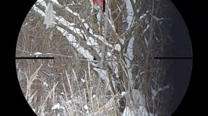 ТиЗеР. Сороки с Ветками  в Мороз. Зимняя охота с пневматикой. Crow Hunting 2021. Кроухантинг