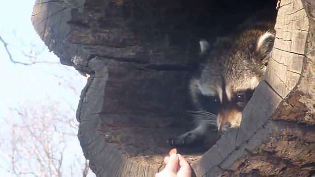 Самый милый енотик! смотреть онлайн