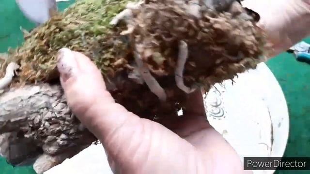 Орхидея без корней. Фаленопсис пересадка с блока на блок. смотреть онлайн