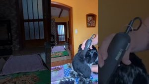Стрижка нашего Роберта-(американский кокер-спаниель )