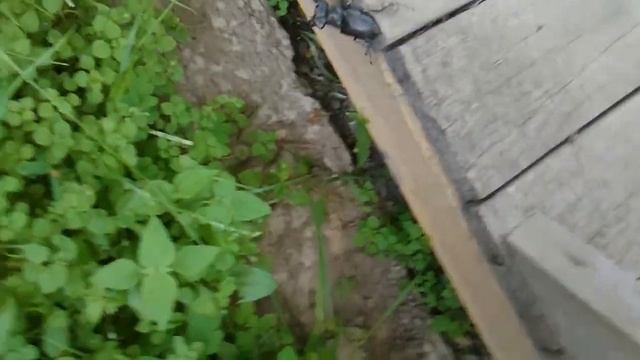 Жук олень 2 смотреть онлайн