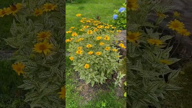 Гелиопсис подсолнечниковидный (Heliopsis helianthoides Loraine Sunshine)