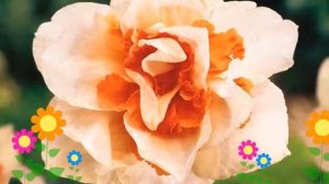 Нарцисс махровый Реплете (Replete). Краткий обзор, описание характеристик, где купить луковицы