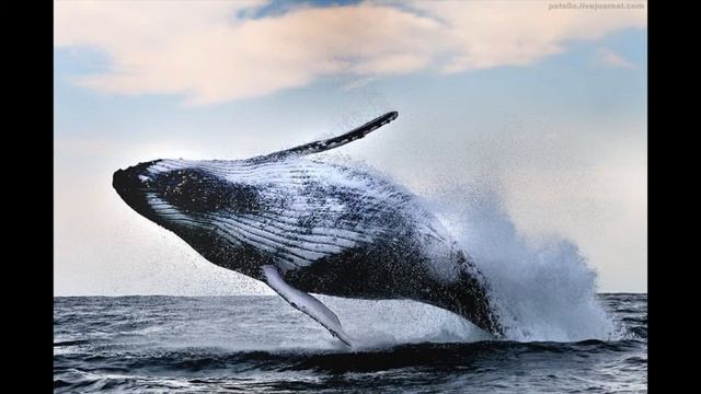 Брюсов смотреть онлайн