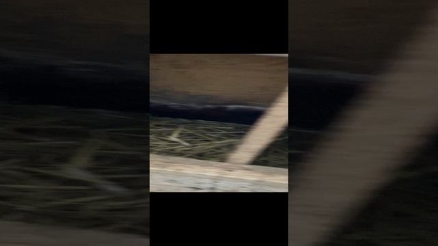 Наши куры 🐔