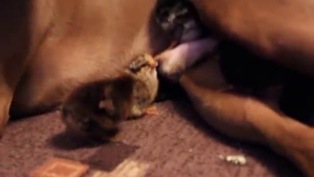 КОКОС В ДЕРЕВНЕ смотреть онлайн