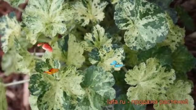 Гейхера гибридная Геркулес (heuchera hercules) ? обзор: как сажать, саженцы гейхеры Геркулес смотреть онлайн