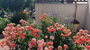 Роза Ред Леонардо да Винчи, Юбилей принца Монако, гортензия Литл Пассион