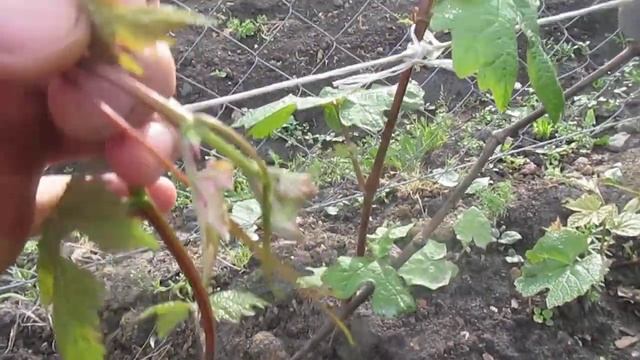 Виноград заложил соцветия смотреть онлайн