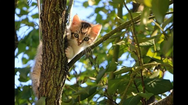 Невероятно интересные истории людей ЭТА ИСТОРИЯ ПРО КОШКУ МОЕГО ДЕТСТВА. #5