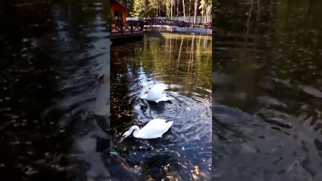 Домашние лебеди.Частный сектор. смотреть онлайн