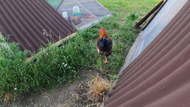 ПОРОДА петуха порода ВИАНДОТ/купить Куры , птенцы от породитых птиц продаю с/х птицу / Мари Мистик смотреть онлайн