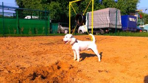 Парсон Рассел Терьер GOLUBOY ANGEL MOZART