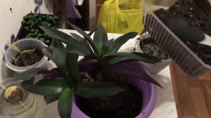 Пересадка рео