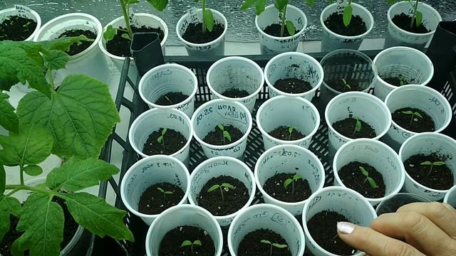 Сею томаты. Что нужно сделать сразу после всходов с рассадой. #рассада #томаты смотреть онлайн