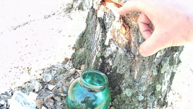 Сбор берёзового сока 15 апреля 2021г. Быстрый сбор берёзового сока. Начало сбора сока в 2021г. смотреть онлайн