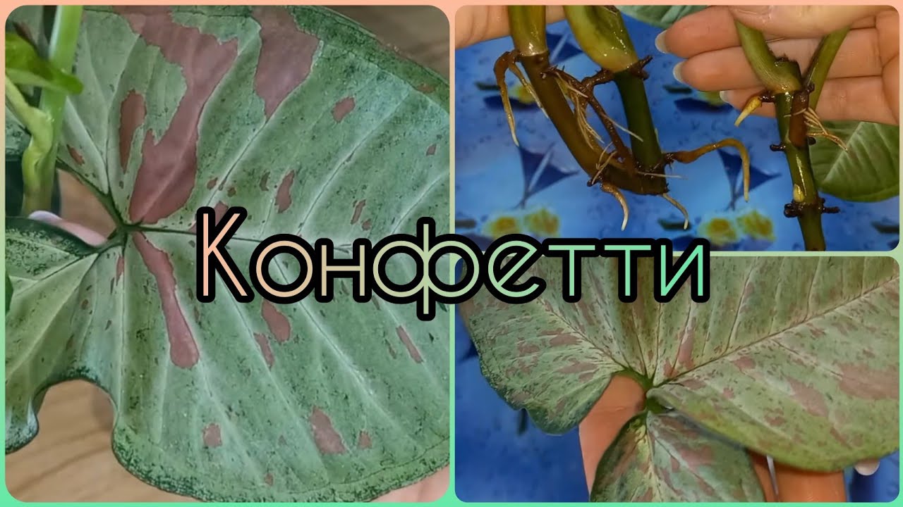СИНГОНИУМ Конфетти?Черенкование?Размножение?Укоренение?Грунт?Посадка?Про сортовой окрас