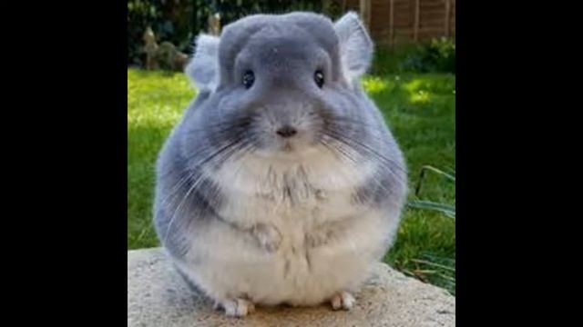 Интересные факты о шиншиллах смотреть онлайн