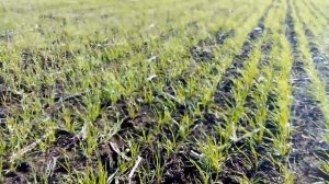 АГРОФАК 100 оз пшеница предшественник подсолнечник на 10,11,2023 г