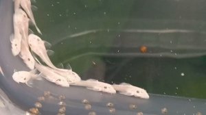 Анциструс  L144 снежно-белый