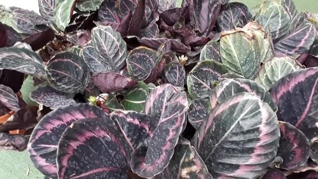 Calathea roseopicta – grow & care (Leaf plant) смотреть онлайн
