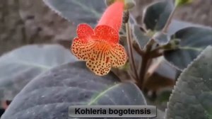 Mudas de Kohleria bogotensis com flor