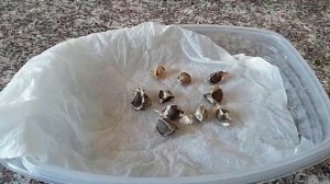 Выращивание моринги масличной(часть первая--проращивание)