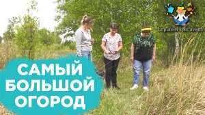 Как правильно выращивать дикоросы? | Барышня-крестьянка