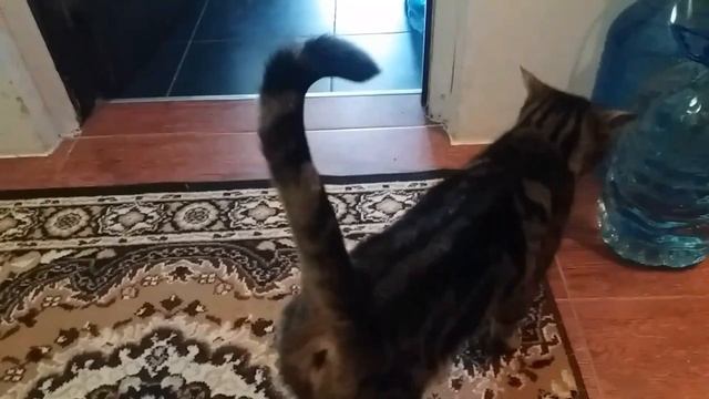 VLOG/ Начали ставить плитку. Моя кошка. Брату 18 лет. Что я читаю.../ Natasha Corr смотреть онлайн