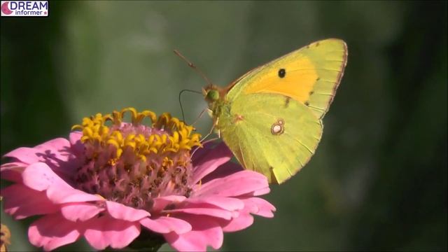 What Does It Mean When You Dream About Butterflies смотреть онлайн