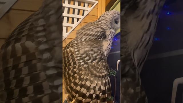 Сама себя и не узнала)) #owl #филосовия #музейсовушек #токсово #сова #уральскаянеясыть смотреть онлайн