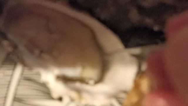 Франция, мы открыли сезон устриц ??? смотреть онлайн