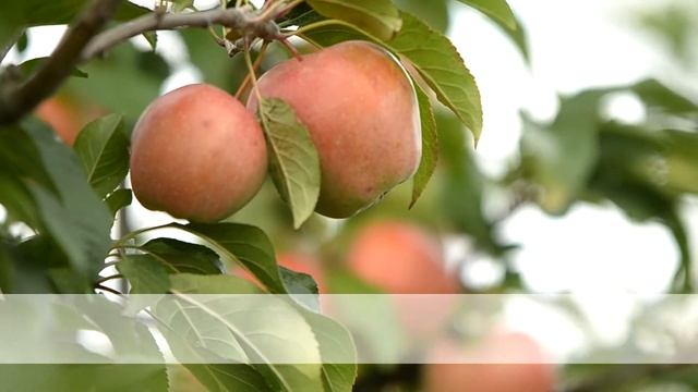 глостер зимний сорт яблони смотреть онлайн