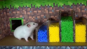 Хомяк сбегает из лабиринта тюрьмы Майнкрафт