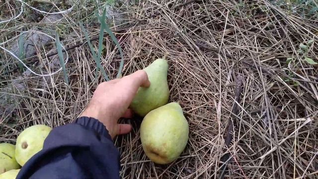 Груша Микола Крюгер смотреть онлайн